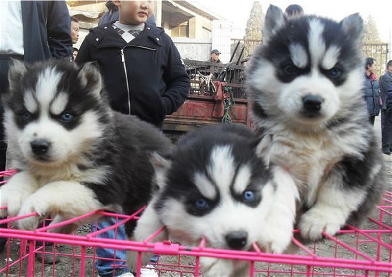 终于相信几十块买到哈士奇了,家中一窝狗崽被奶奶50一只贱卖了