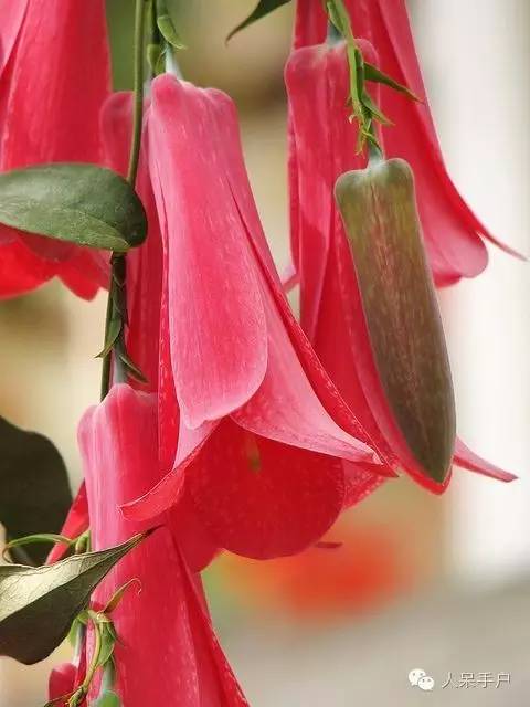 涓浗鍥借姳澶ц祻鍥剧墖,鍥借姳澶ц祻浜氭床鍥剧墖