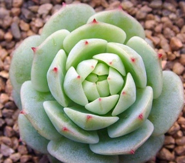 多肉植物烂根了怎么处理,多肉植物烂根怎么处理