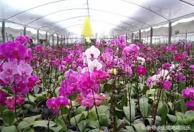 批发年货哪个网站批发划算,十大必备年货批发