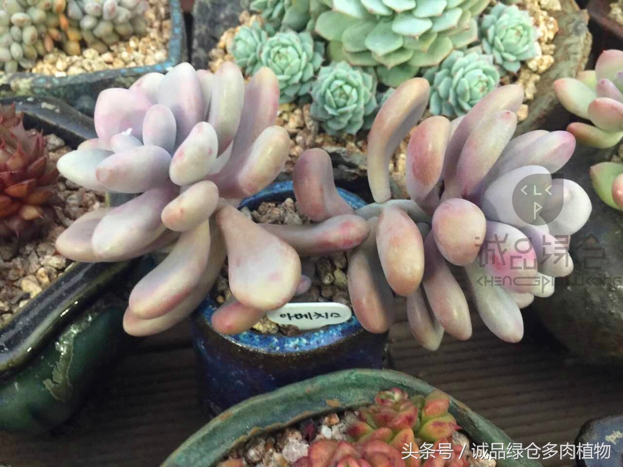 韩国正品直邮到手,韩国直邮多肉开箱