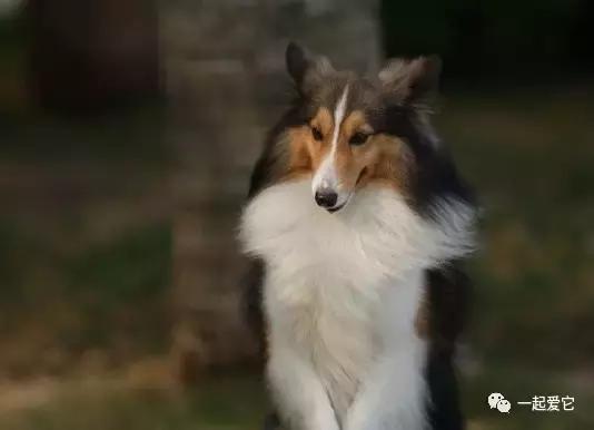 苏牧幼犬和喜乐蒂幼犬的区别,苏牧犬和喜乐蒂的区别