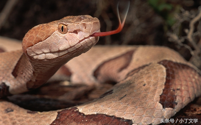 看完盗墓笔记刨人家祖坟,看盗墓笔记全套能学到什么知识