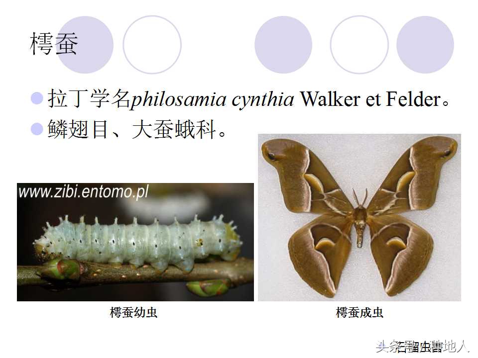 石榴虫害叶子卷曲,石榴虫害最佳防治方法