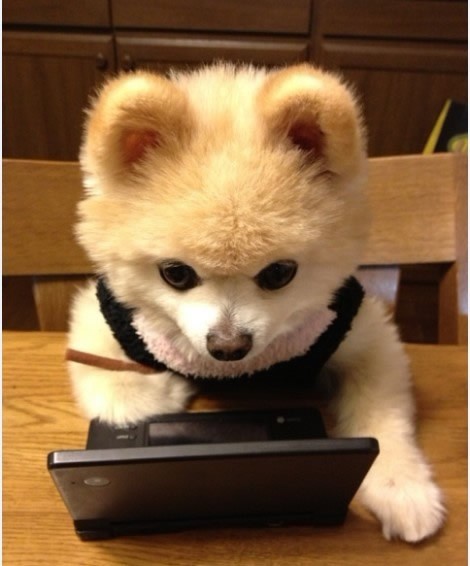 日本抖音网红狗俊介,日本网红偶像犬俊介