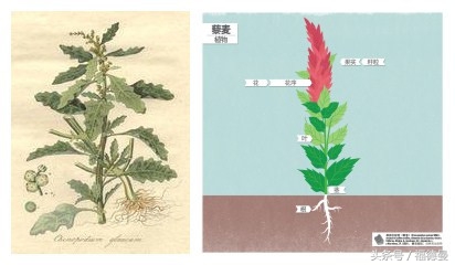 藜麦超级食物,正宗藜麦