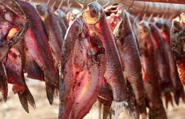 吃鱼讲究鲜,吃鱼有什么讲究的话语