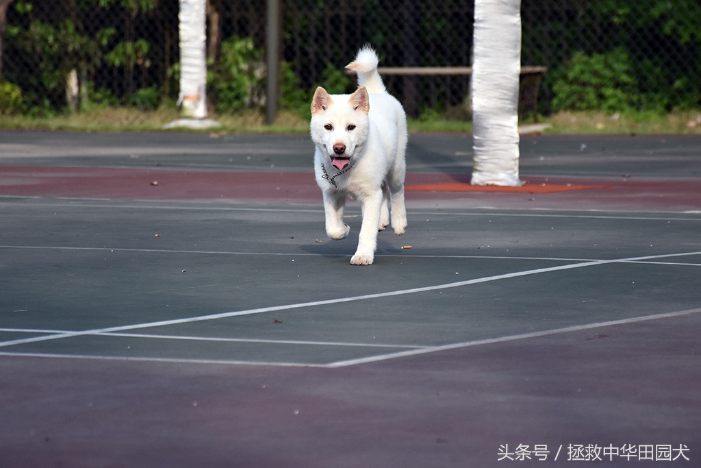 萨摩耶犬的体型和特征,珍岛犬与中华田园犬区别