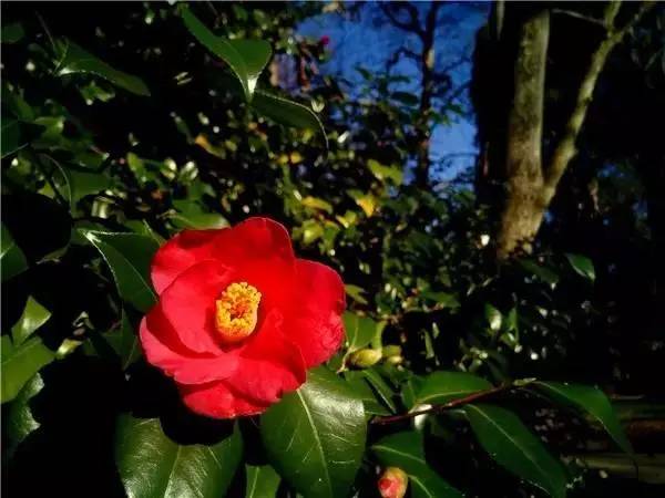 中国各大城市的市花分别是什么,吉林省省会长春市市花是什么