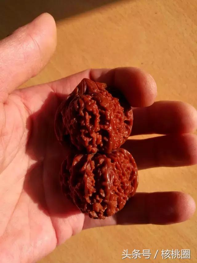 玩了6年的满天星狮子头