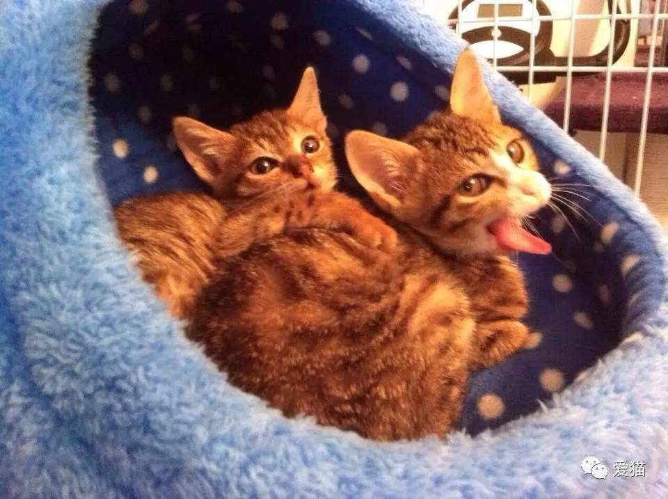 她纹身但她是个好女孩，照顾了20只没人愿意领养的残疾猫咪！