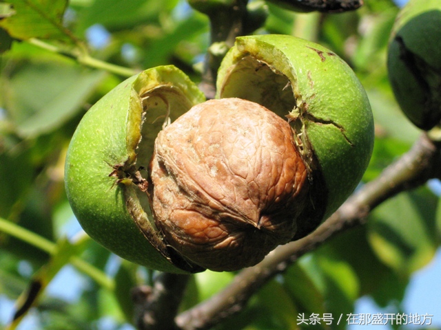 白癜风毛发变黑是好转了吗,白癜风什么症状才是好转