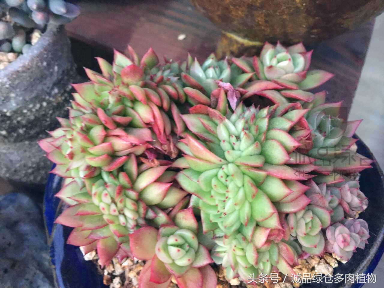 韩国正品直邮到手,韩国直邮多肉开箱