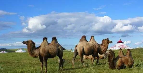 土澳的餐桌上不止有袋鼠肉了,负鼠,骆驼,驴子马肉统统上线了!