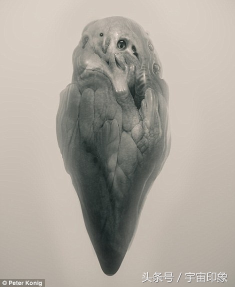 地球外来物种有哪些,地球下一代物种长什么样