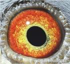 鸽子眼怎么区分明和暗,鸽子眼基本结构讲解