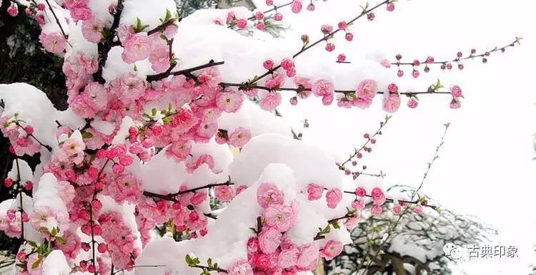 青江梅花香雪海,香雪海梅花国画