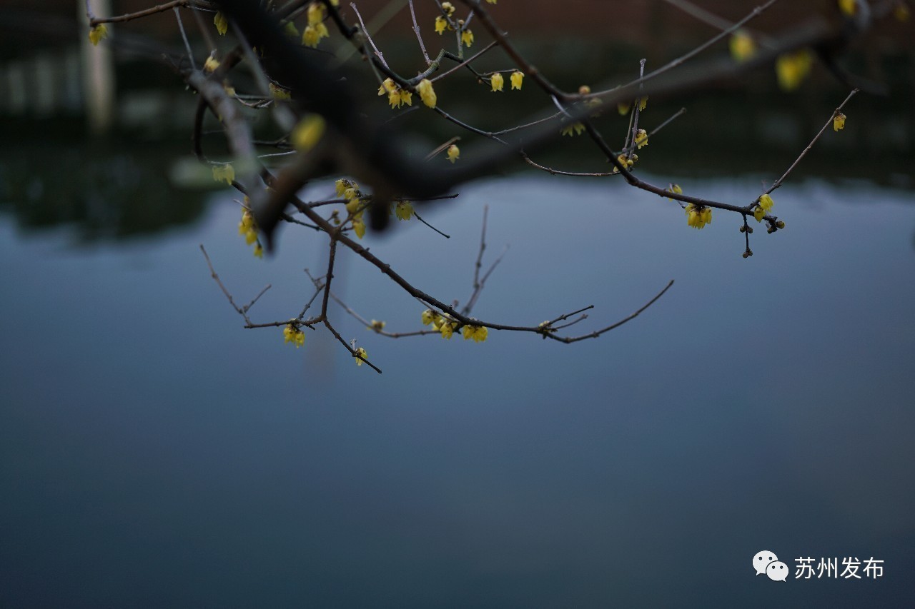 网师园里访腊梅:香密染成宫样黄……