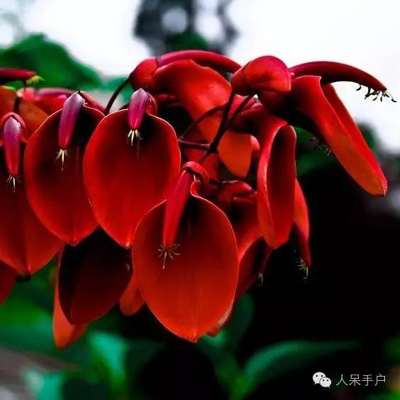 涓浗鍥借姳澶ц祻鍥剧墖,鍥借姳澶ц祻浜氭床鍥剧墖