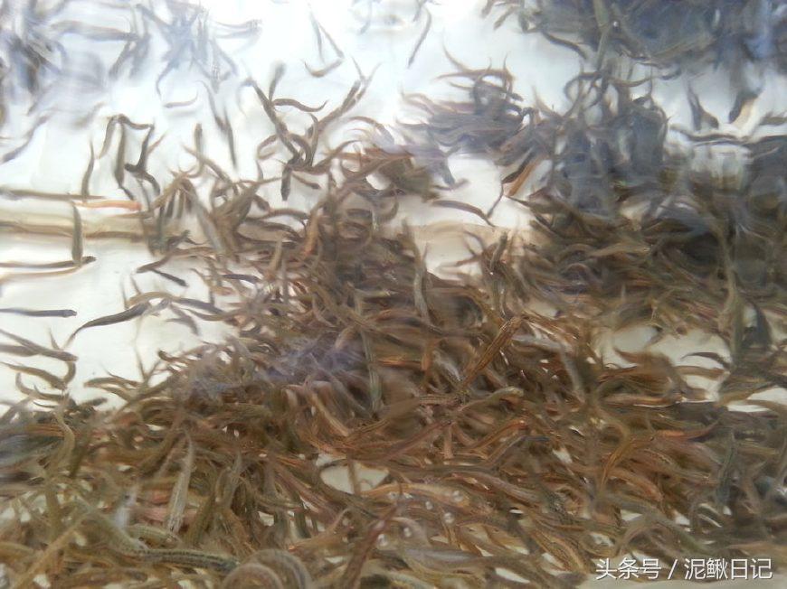 泥鳅养殖技术与养殖方法图解大全,泥鳅养殖技巧与方法