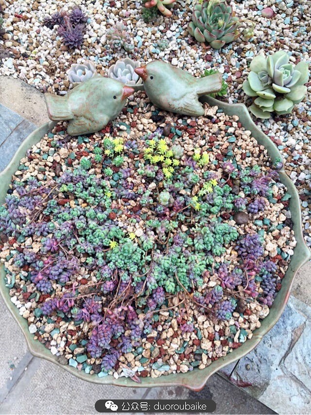 大姬星美人多肉,姬星美人怎么样爆盆