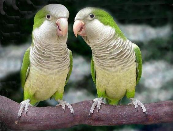 养宠物小心犯法,养宠物要谨慎不要随便养宠物