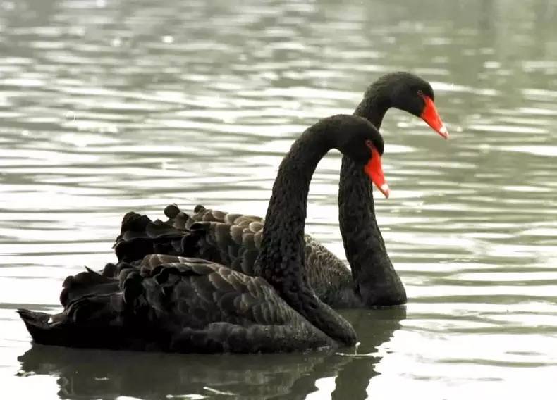 玉石行业信息,未来玉石行情前景如何