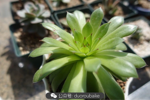 新手种植多肉植物教程,爱生活爱养花花卉绿植养护小知识