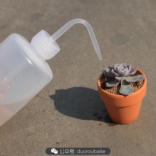 新手种植多肉植物教程,爱生活爱养花花卉绿植养护小知识