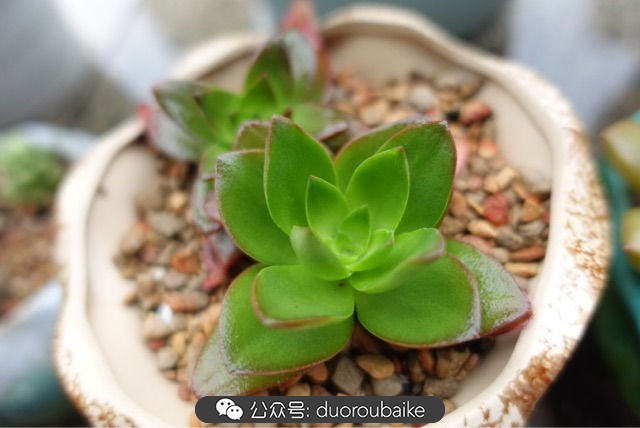 新手种植多肉植物教程,爱生活爱养花花卉绿植养护小知识