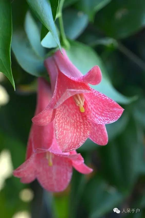 涓浗鍥借姳澶ц祻鍥剧墖,鍥借姳澶ц祻浜氭床鍥剧墖