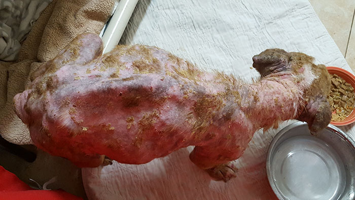 狗狗被主人虐待身上全是虫卵,小狗被主人虐待瘦骨如柴