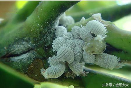 多肉白牡丹的养护方法视频,多肉白牡丹的养殖方法和注意事项