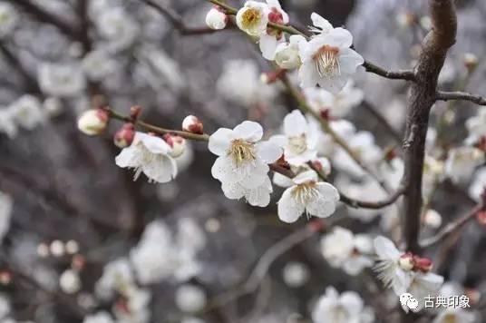 青江梅花香雪海,香雪海梅花国画