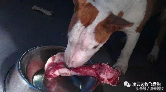 注意!骨头可以杀死狗!