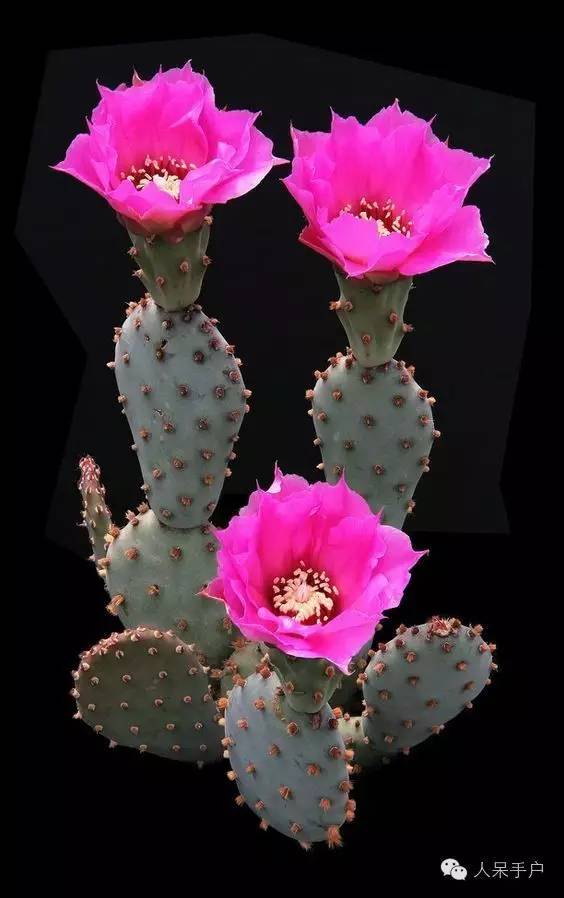 涓浗鍥借姳澶ц祻鍥剧墖,鍥借姳澶ц祻浜氭床鍥剧墖