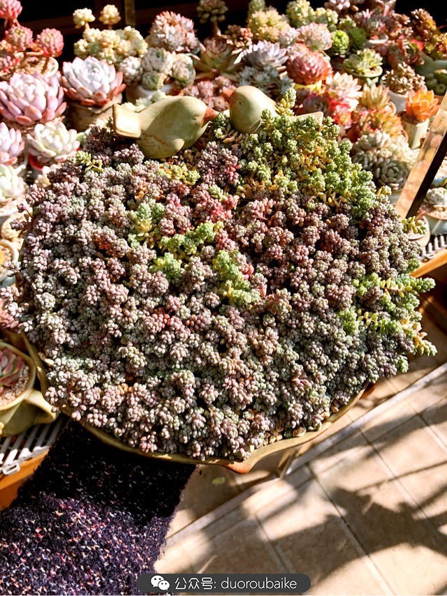 大姬星美人多肉,姬星美人怎么样爆盆