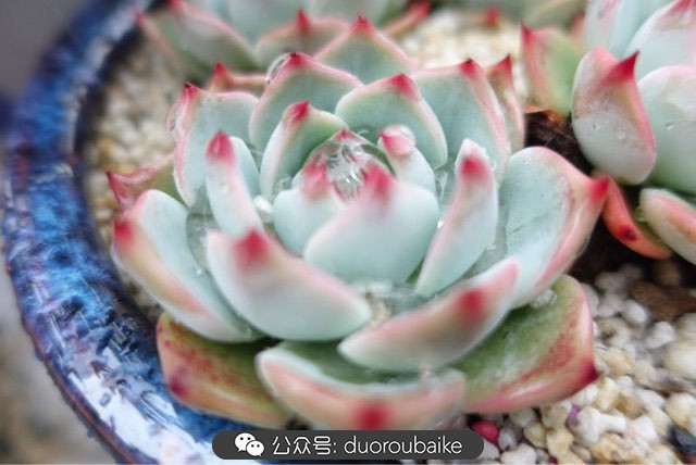 新手种植多肉植物教程,爱生活爱养花花卉绿植养护小知识