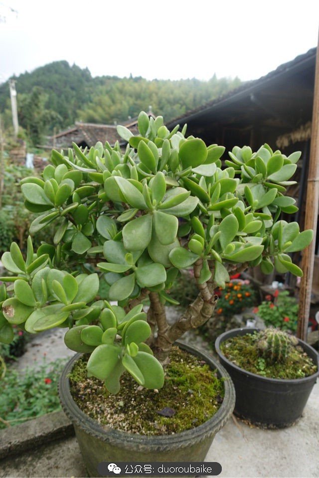 爱生活爱养花花卉绿植养护小知识,爱生活爱养花多肉植物养护小技巧