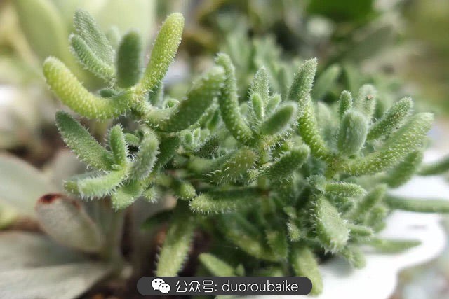 新手种植多肉植物教程,爱生活爱养花花卉绿植养护小知识