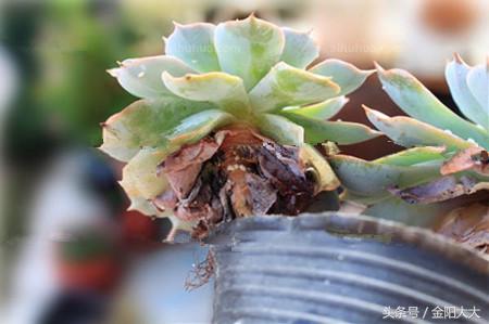 白牡丹多肉怎么栽培,多肉白牡丹养殖方法