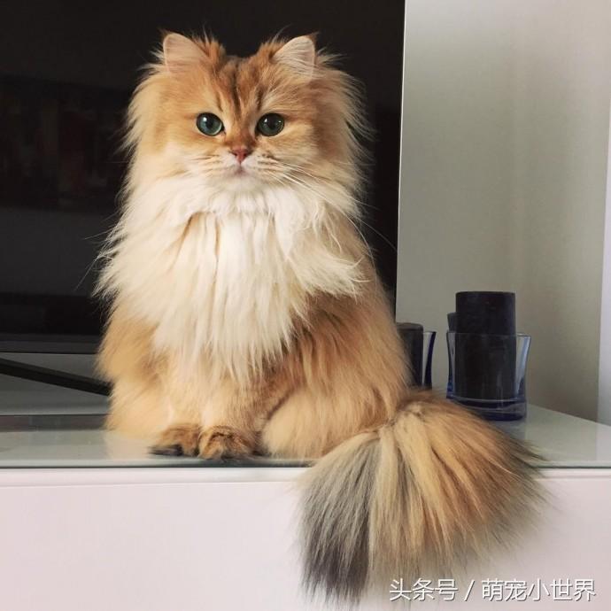十大高颜值猫照片,唯一一张最可爱猫咪图片