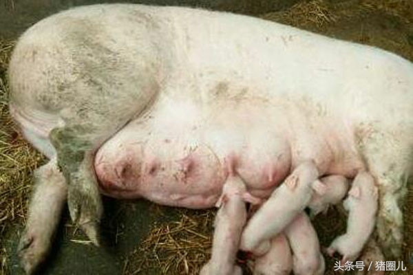 母猪肥胖,母猪重度肥胖对妊娠的危害