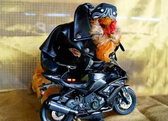 盘点辣眼睛的迷惑行为,鸡年限定和猪年限定