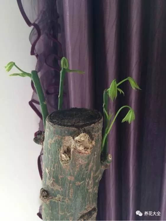 花死了花盆要不要扔,花死了要不要扔