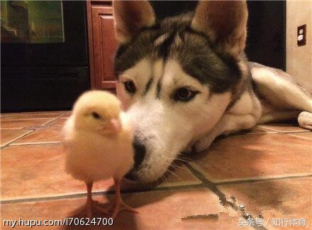 狼四崩,狼四最后结局