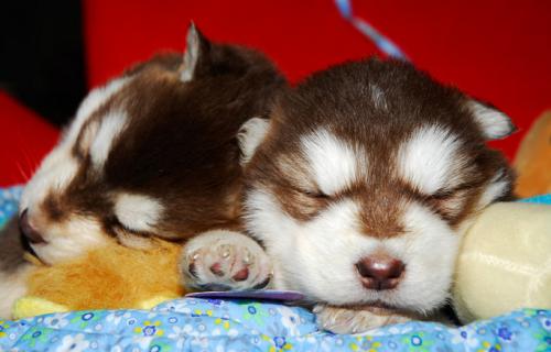 狗狗吐黄水但食欲便便都正常,狗狗便便一半成形一半不成形