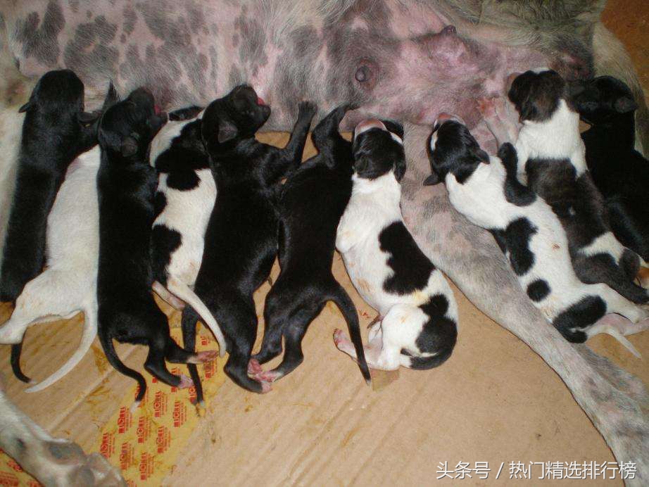 惠比特和灵缇格力犬区别,灵缇格力惠比特细犬哪个体型大