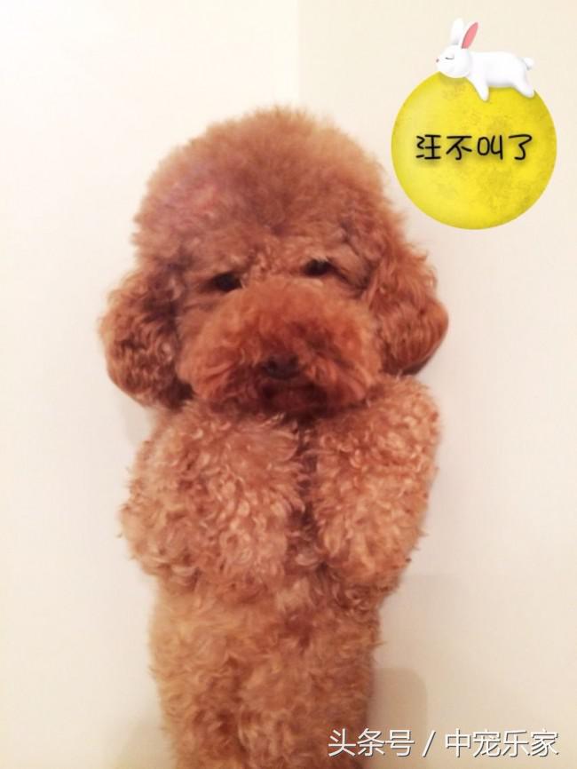 泰迪狗狗怎么养得最好呢,笼养泰迪幼犬怎么训练的