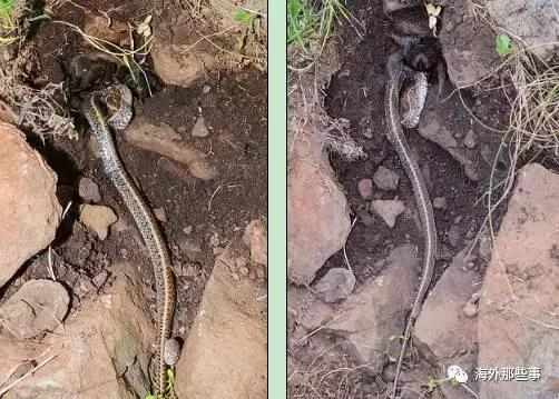 澳大利亚巨型蜘蛛吃蛇,最大的蛇吃蜘蛛